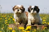 SHIH TZU 283